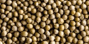 Coriander Seed