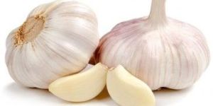 Fresh Garlic