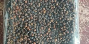 Black Pepper Seeds