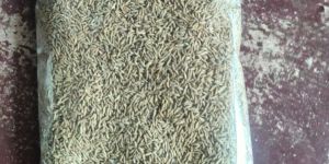 Cumin Seeds