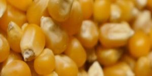 Yellow Maize