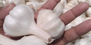 Garlic - Full Cover & Best Quality