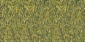 Green Millet