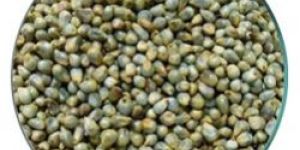 Green Millet (BAJRA)