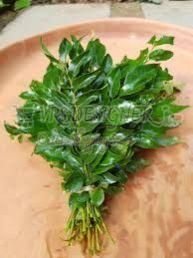 Curry Leaves