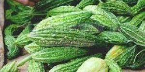 Fresh Bitter Gourd