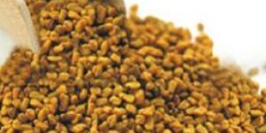 Fenugreek Seed