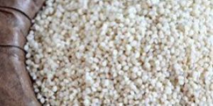 Kodo Millet