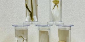 Zoom Specimen Jar Callosobrushes Maculatus Shes Maculatus, 30 Ml