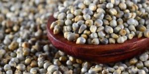 Bajra Seeds