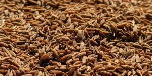 Brown Cumin Seeds