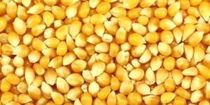 Yellow Corn Maize