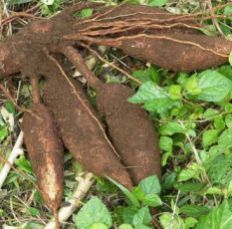 Cassava Root