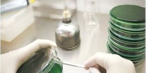 Microbial Limit Test Service