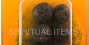 Rudraksha Fruit