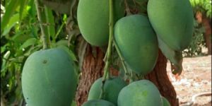 Mango Fruit Plant