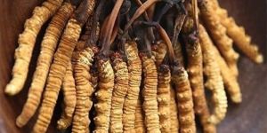 Cordyceps Sinensis Mushroom