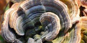 Turkey Tail Mushroom