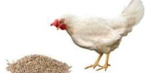 Broiler Starter Crumb