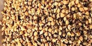 Dried Pedalium Murex