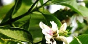 Green Dried Adusa Panchang Leaves