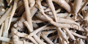 Ashwagandha Roots