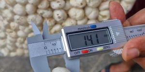 4 Plus Suta Phool Makhana