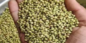 Thakorji Coriander Seeds
