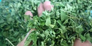 Moringa Leaves Powder