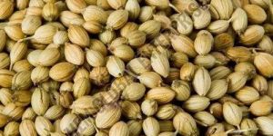 Coriander Seed