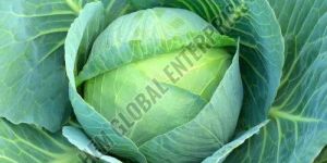 Fresh Cabbage