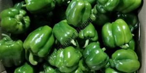 Fresh Capsicum