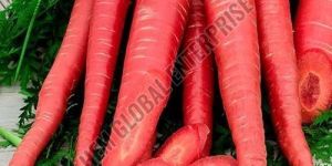 Fresh Red Carrot
