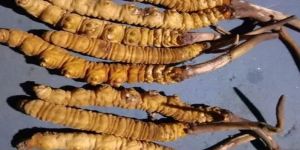 A Grade Cordyceps Sinensis