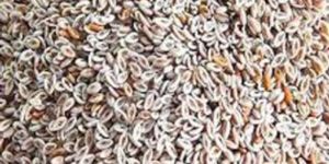 Plantago Ovata Lsabgol Seed