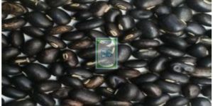 Black Mucuna Pruriens Seed