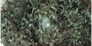 Green Dried Centella Asiatica Leaves