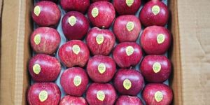 Shimla Apple
