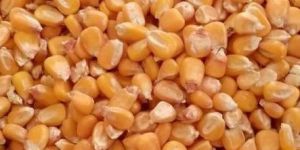 Yellow Maize Seeds