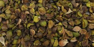Natural Dry Sal Seed