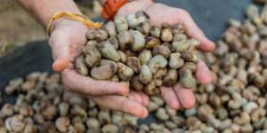 Natural Whole Cashew Seed