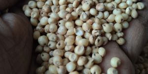 White Sorghum