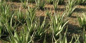 Aloevera Plant