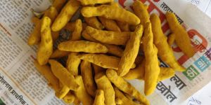 Dried Turmeric Finger