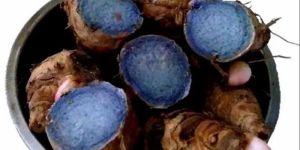 Black Turmeric Rhizome