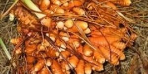 High Quality Turmeric Seeds