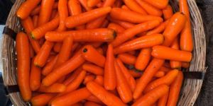 Fresh Orange Carrots