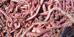 Eisenia Fetida Earthworm Manure