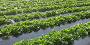 1200mm Plastic Mulching Sheets