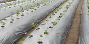 400 Mtr LDPE Mulching Paper